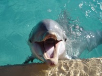Delfin