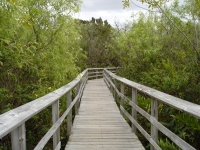 Everglades
