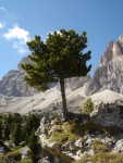 Baum