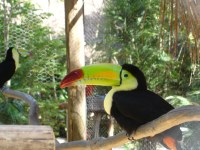 Tucan